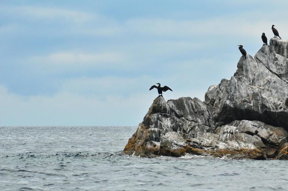 Бакланий рай