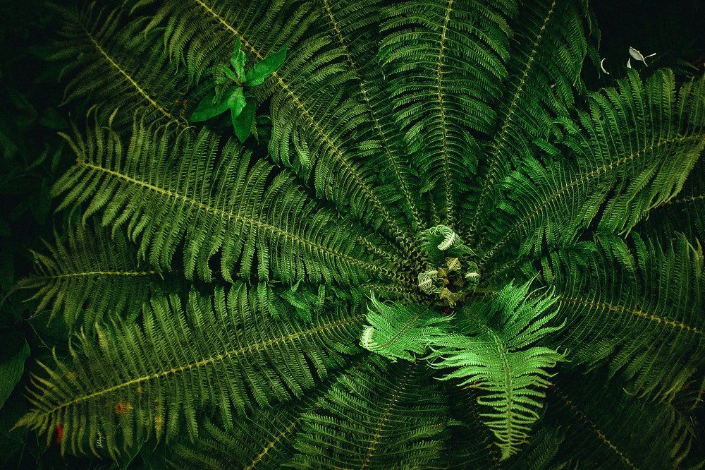 вблизи папоротника