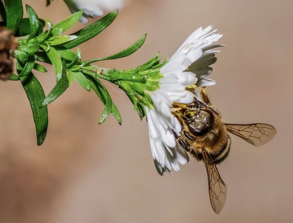 Ромашка и пчела