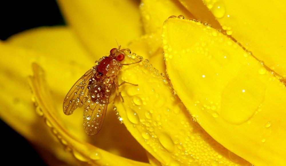 Роса и муха...