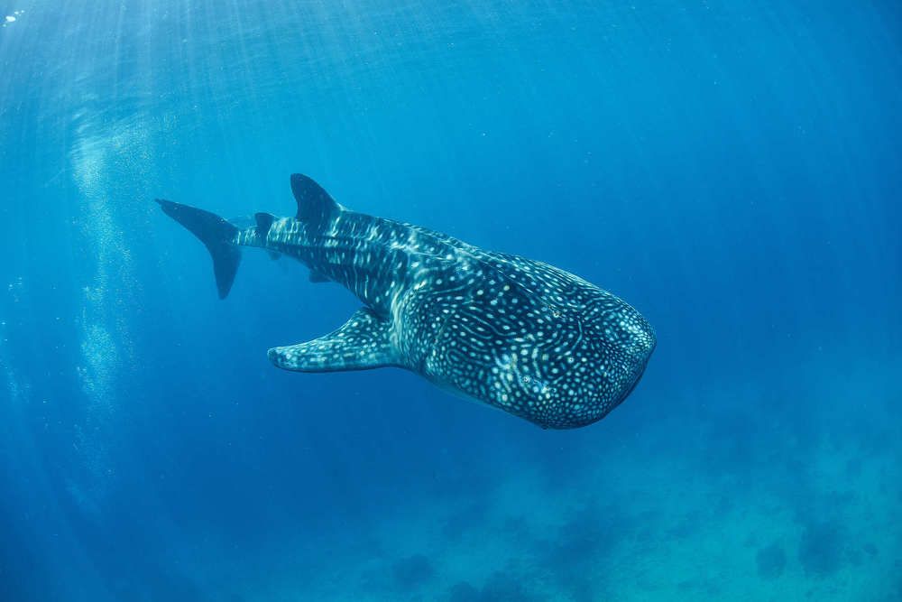 Whale shark