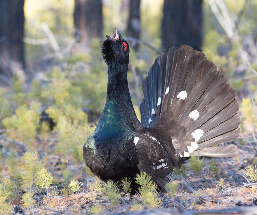 Каменный глухарь на току