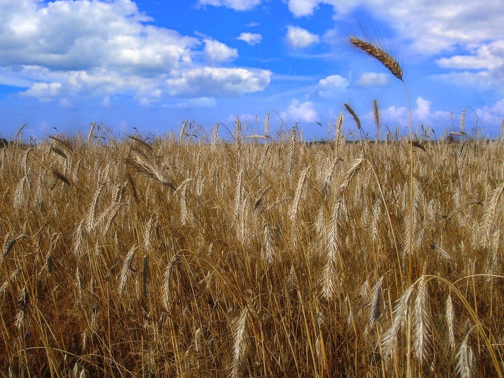 хлебное поле