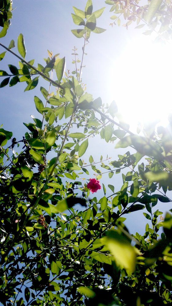 Nature Beauty