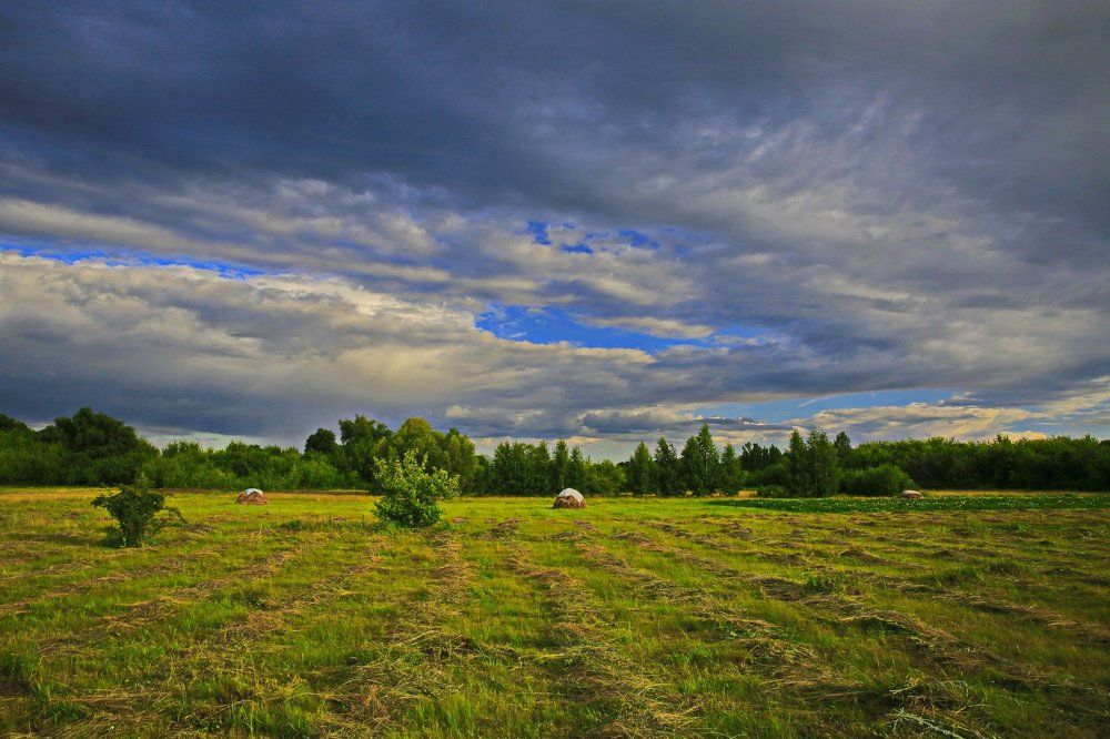 На черноземных просторах...
