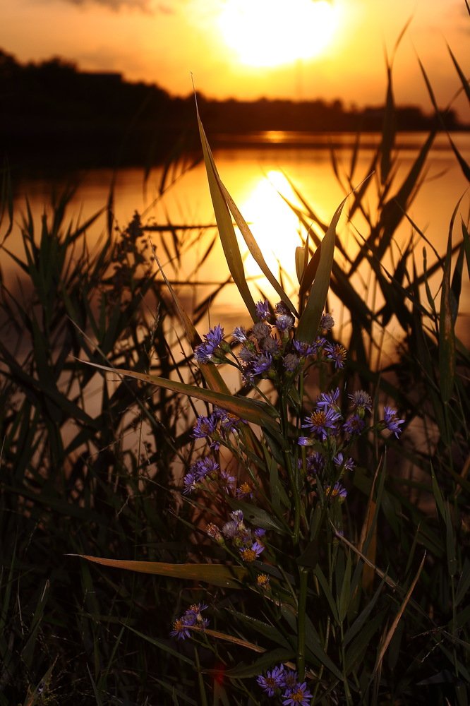 Цветы на закате.