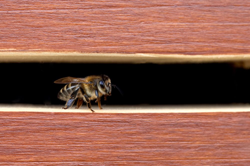 Тонкая грань