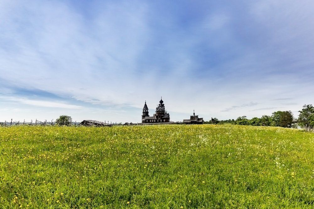 Одуванчиковое поле