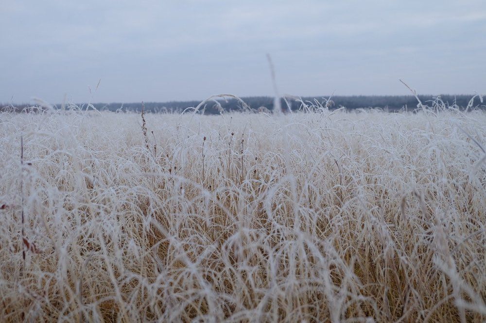 Приморозило