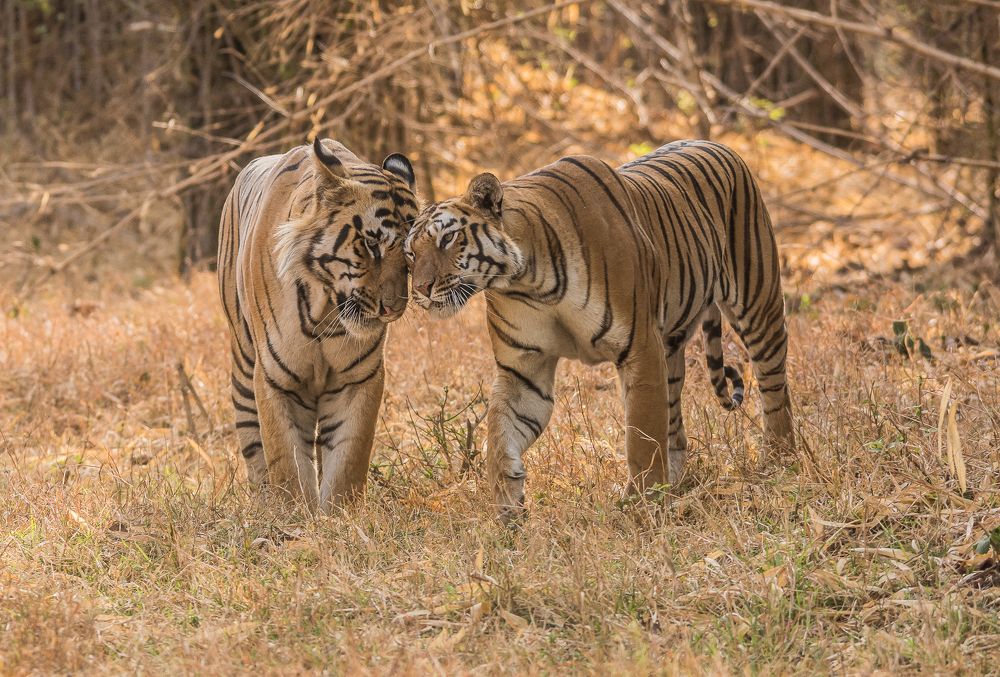 Romance in the jungle