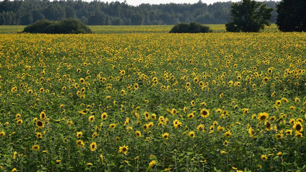 подСОЛНЕЧНОЕ поле