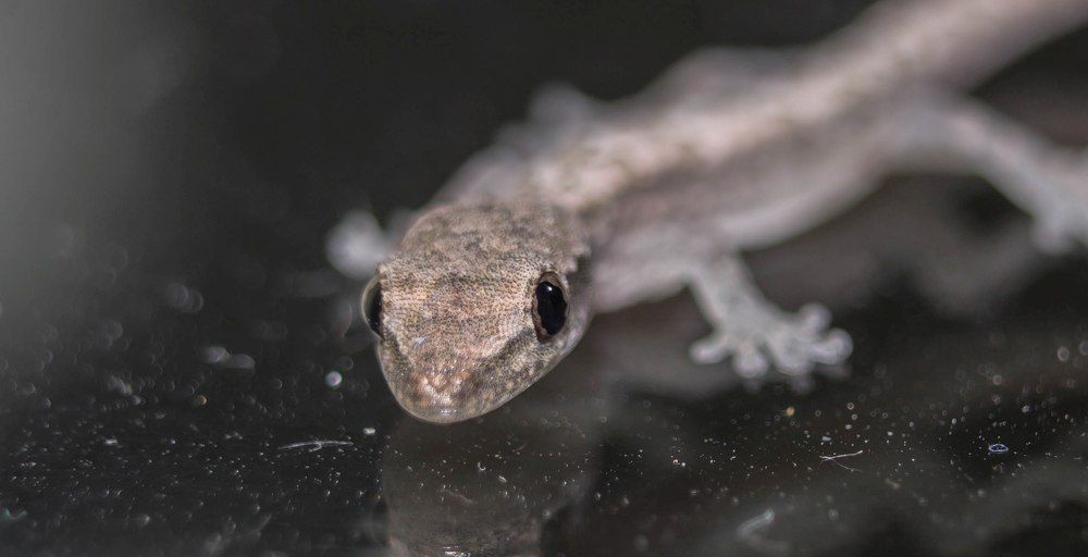 tuqueque  (Hemidactylus mabouia)