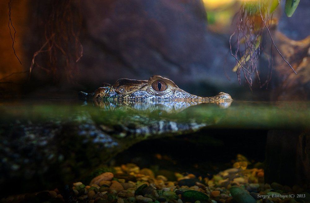 Посмотрим кто пришел.