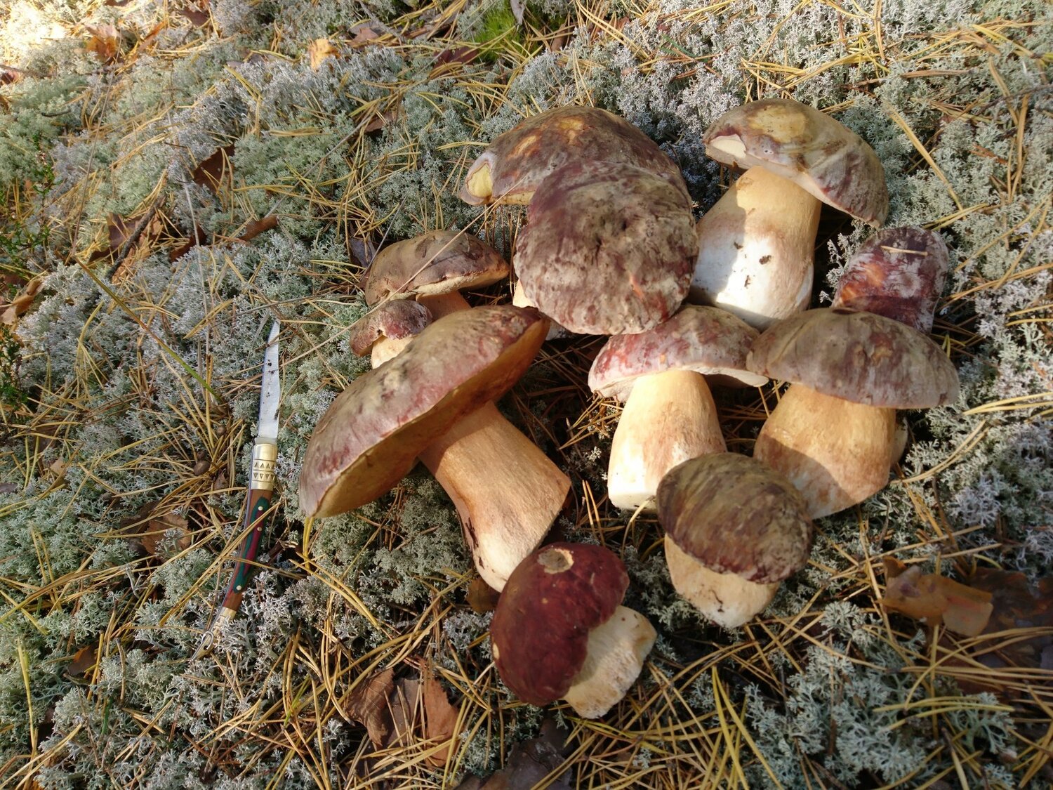 Подарки осени
