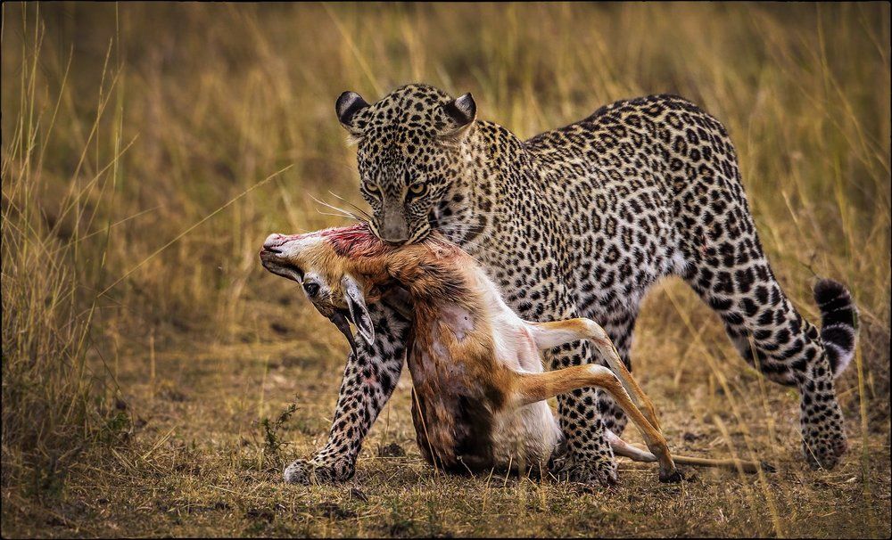 Жила-была импала