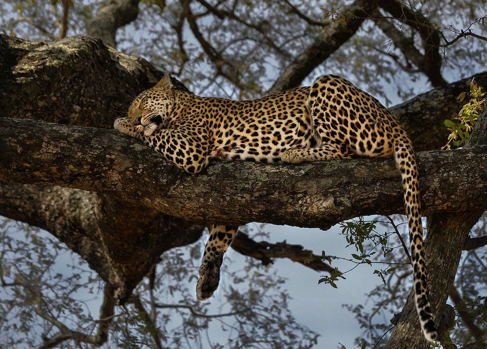 Не дергай кота за хвост