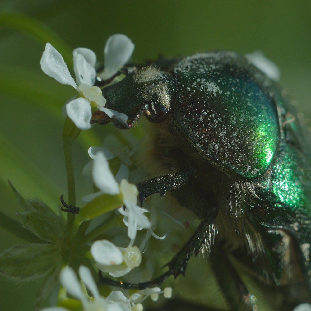 Ах, какой аромат!