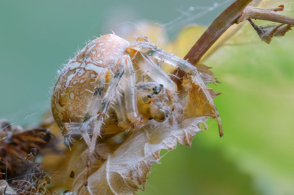 Паук-крестовик
