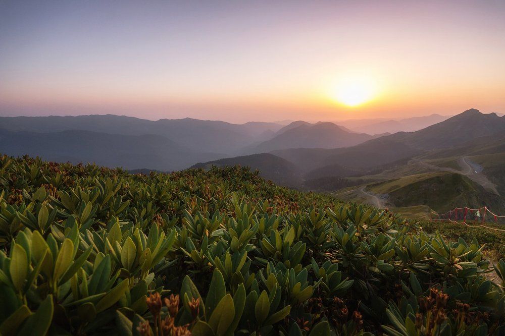 Рододендрон на закате