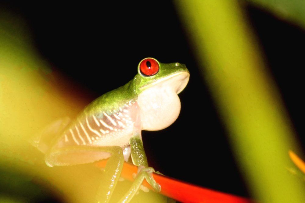 frog on heliconia..