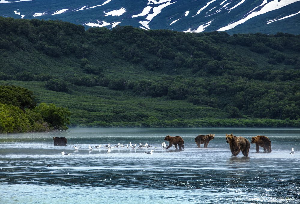 медвежья рыбалка
