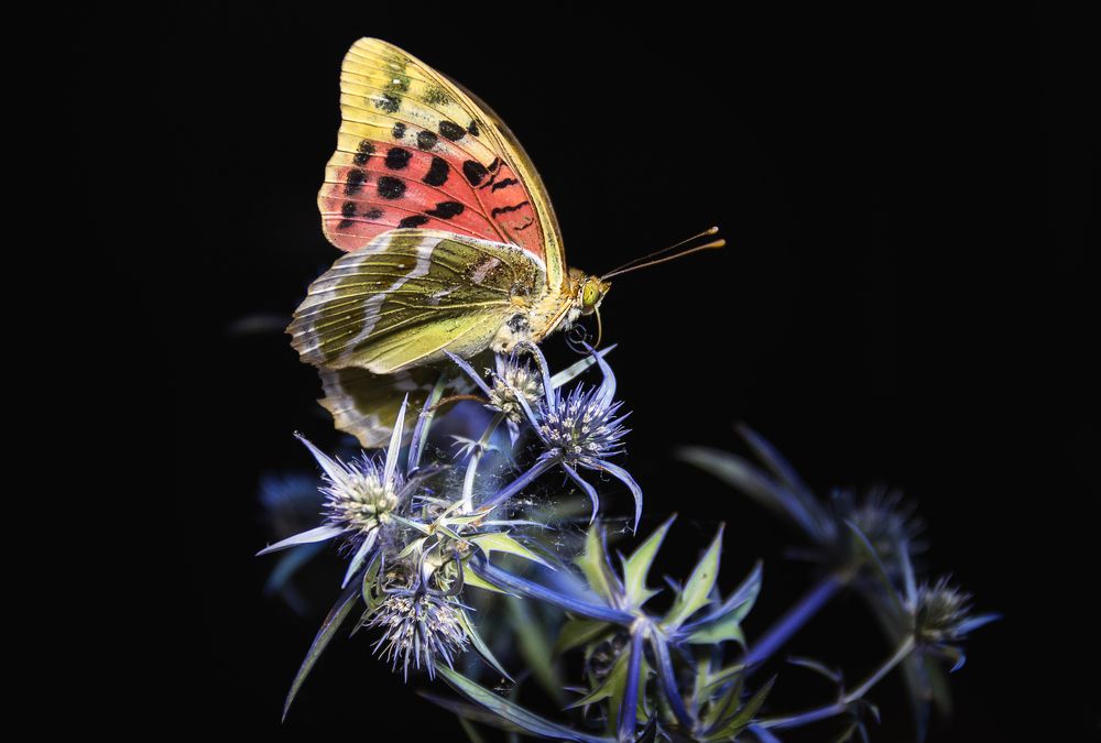 бабочка и вечер