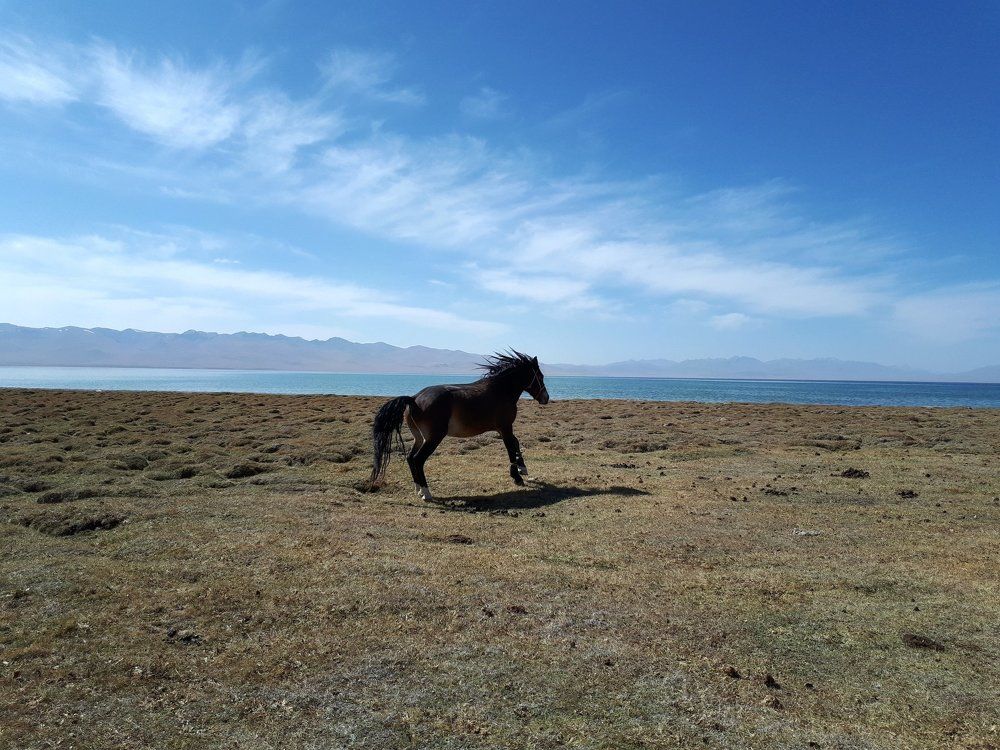 Freedom