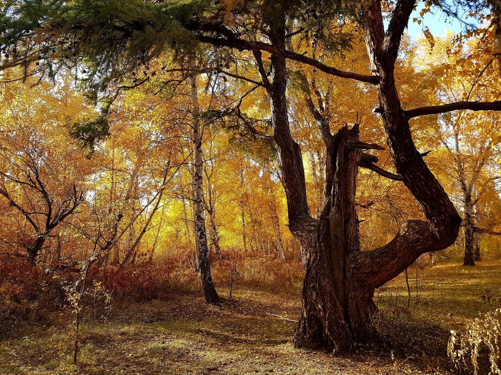 Осенний пейзаж