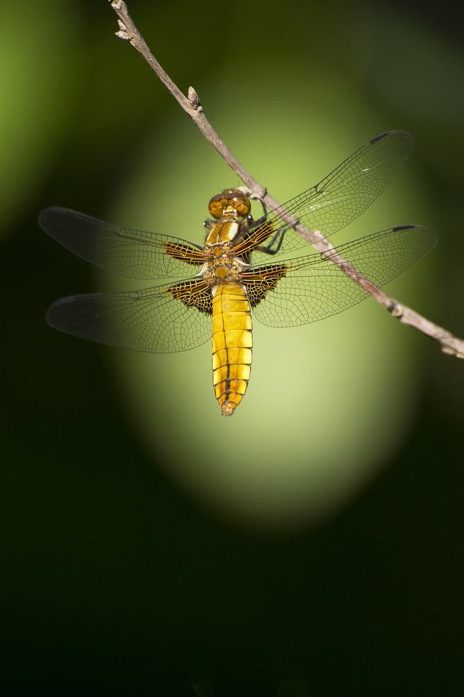 Стрекоза плоская.