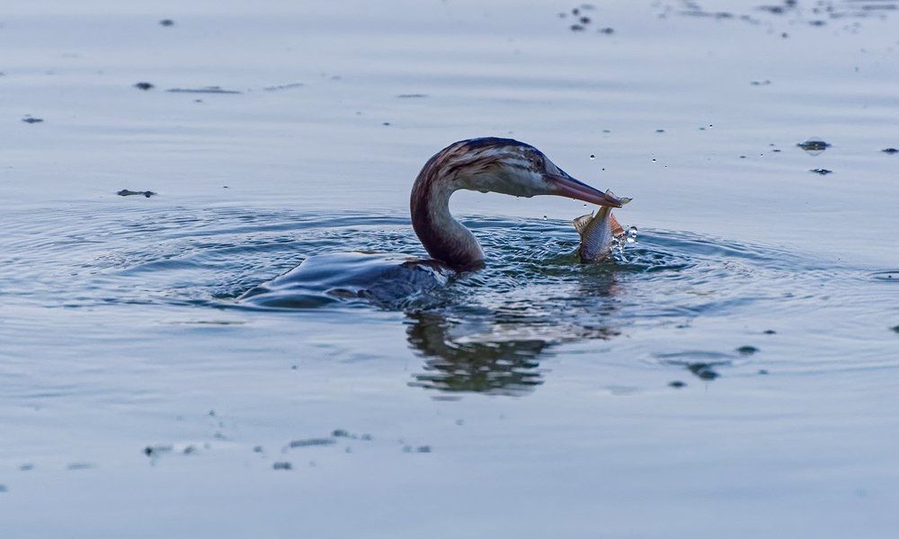 Удачная рыбалка