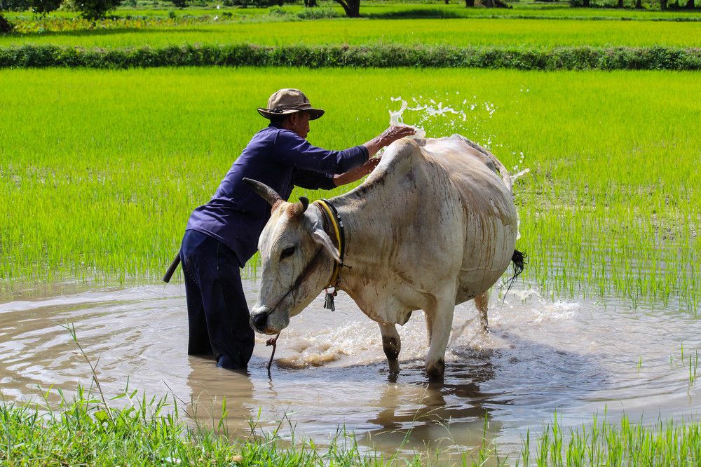 Bath for cow