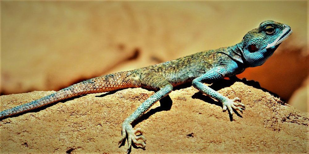 Затаилась..