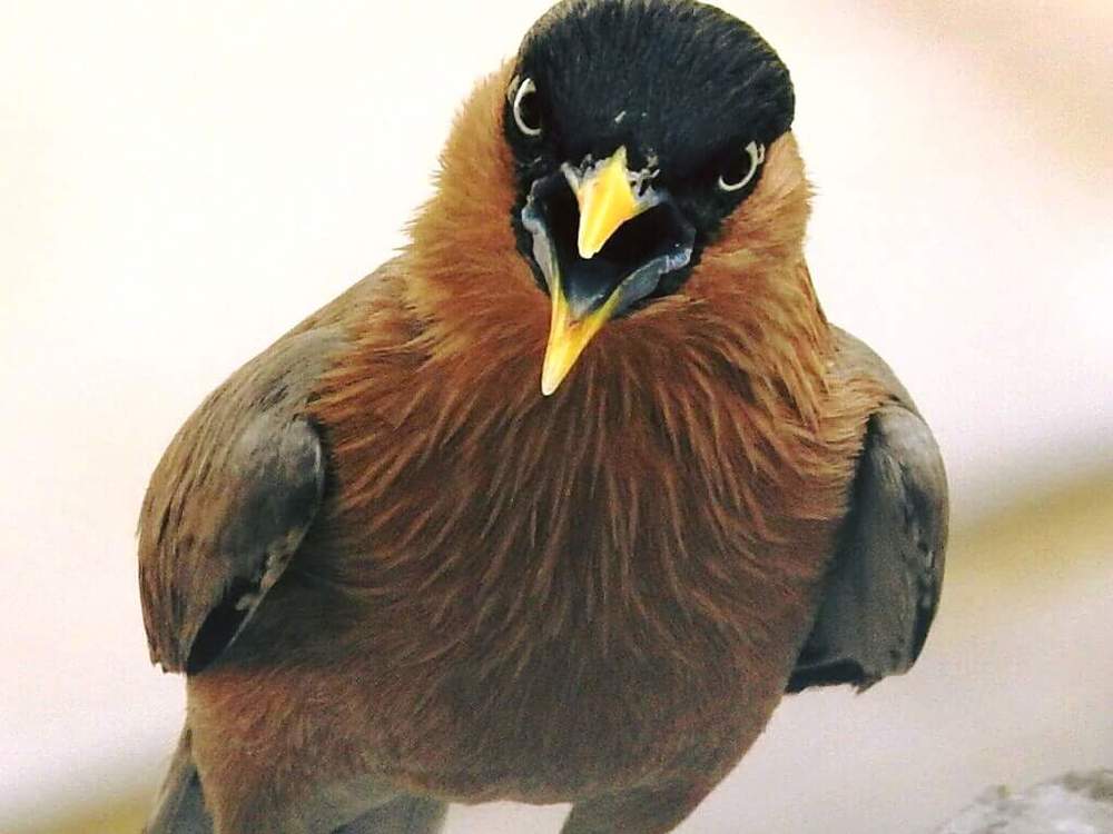 Angry Bird