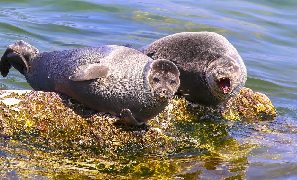 Байкальская нерпа