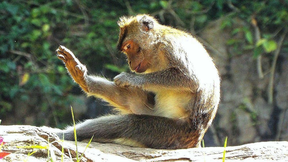 Monkey
