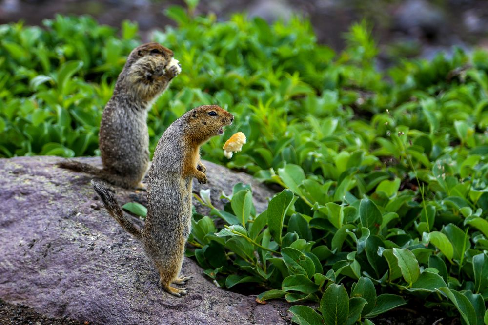 Камчатский суслик