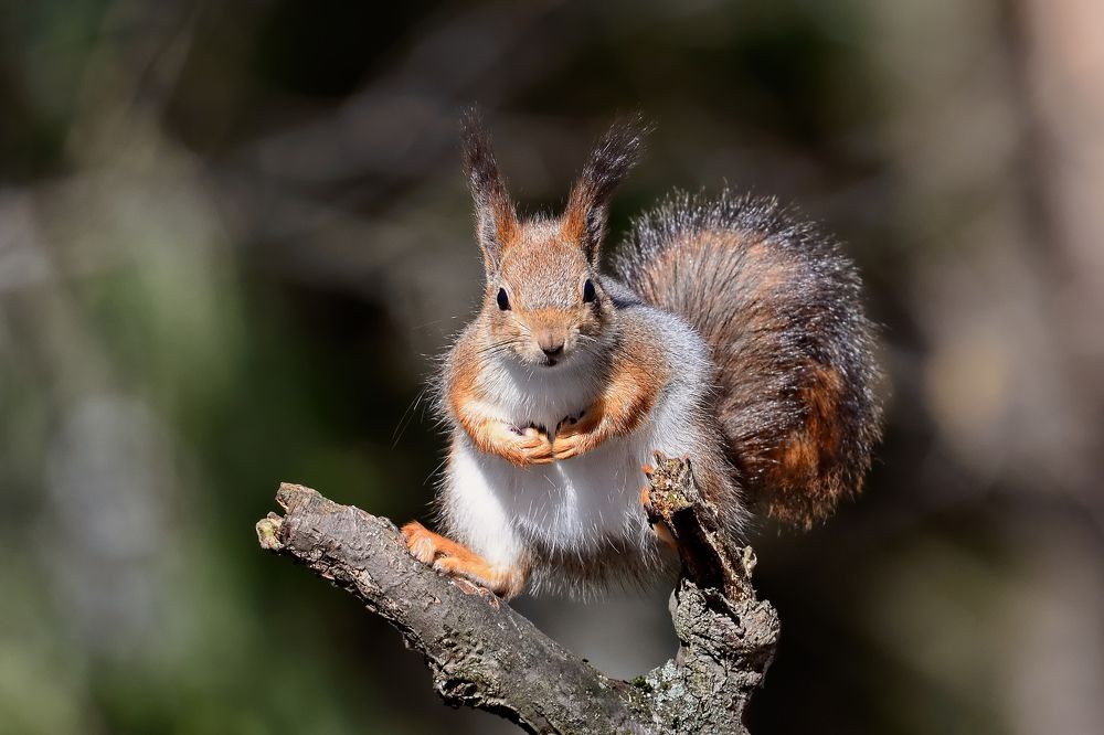 Дикая белка... )