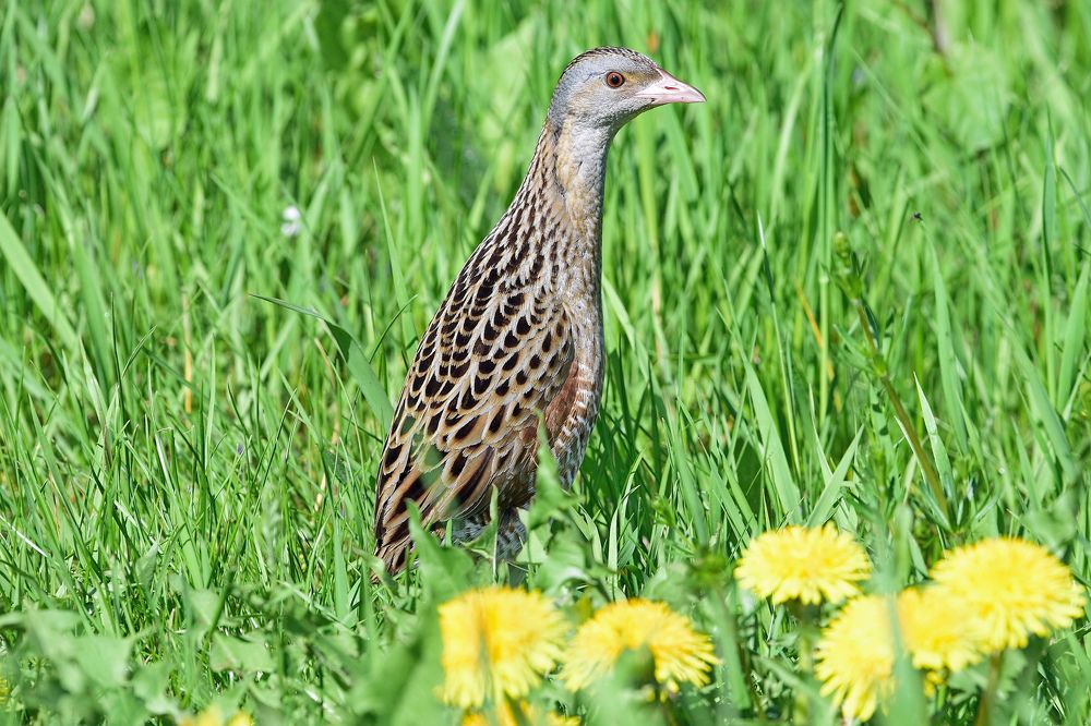 Московский коростель