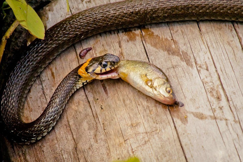 Завтрак ужика