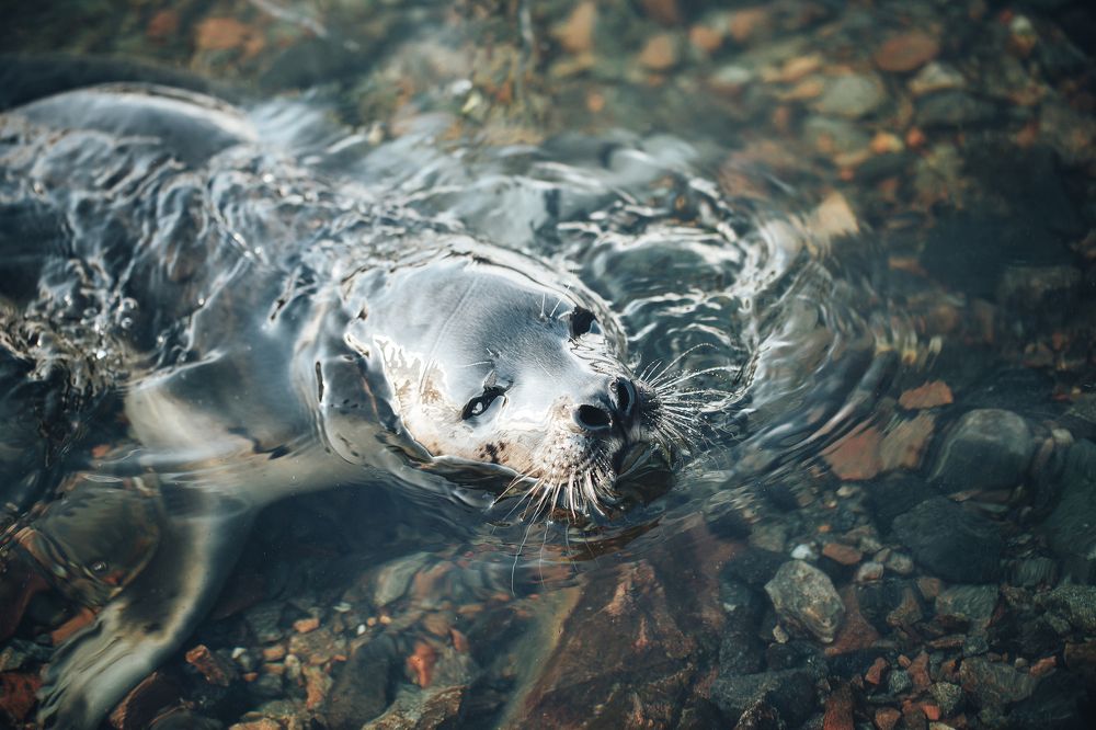 Young Greenland Harp Seal