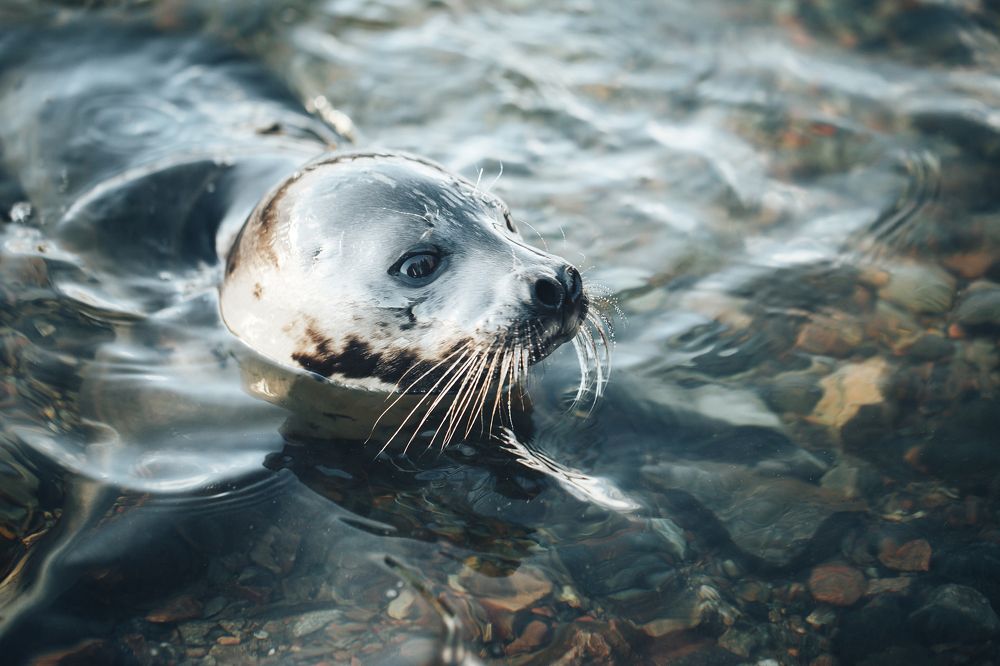 Young Greenland Harp Seal