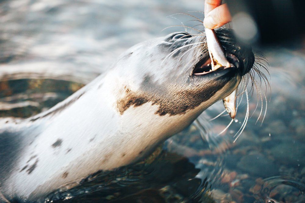 Young Greenland Harp Seal