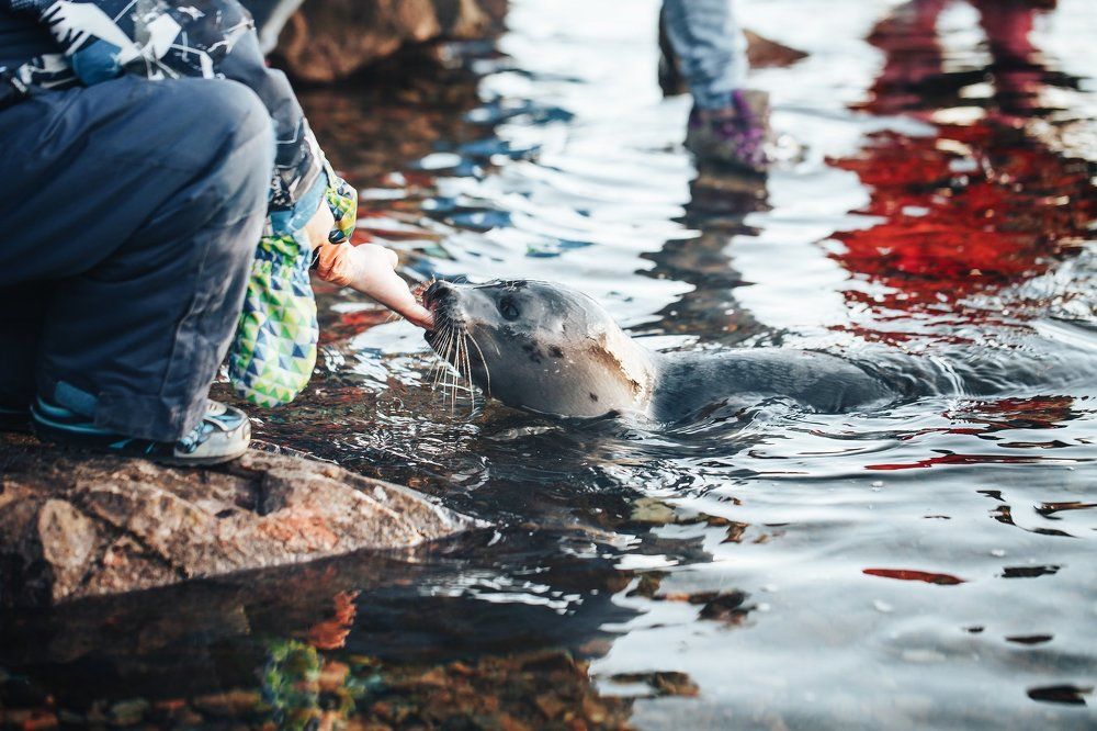 Young Greenland Harp Seal
