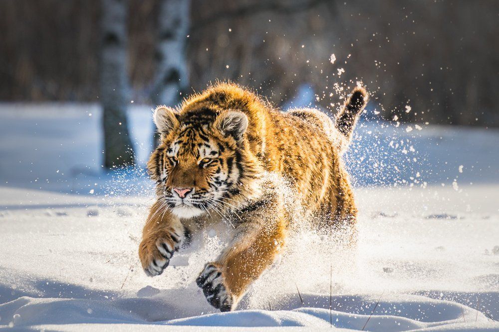 Siberian Tiger