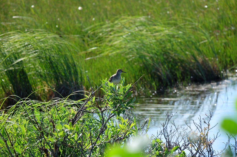 Кулик в блеске солнечного света