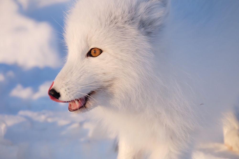 Песец профиль