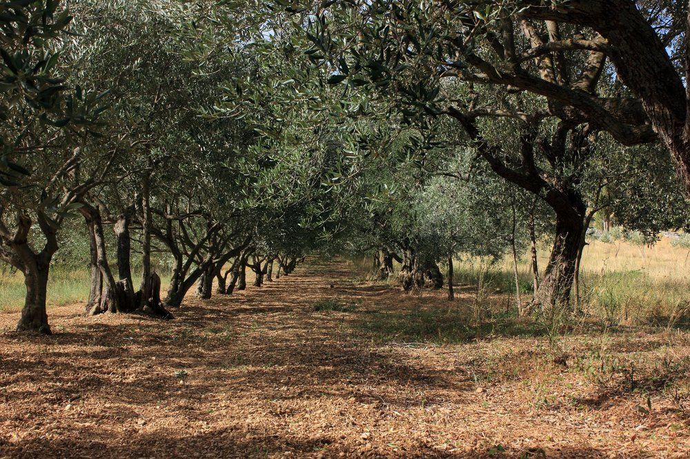 olive field