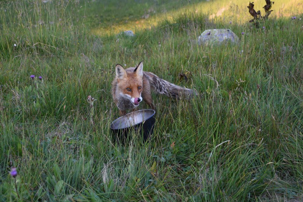 Доброе утро, страна!