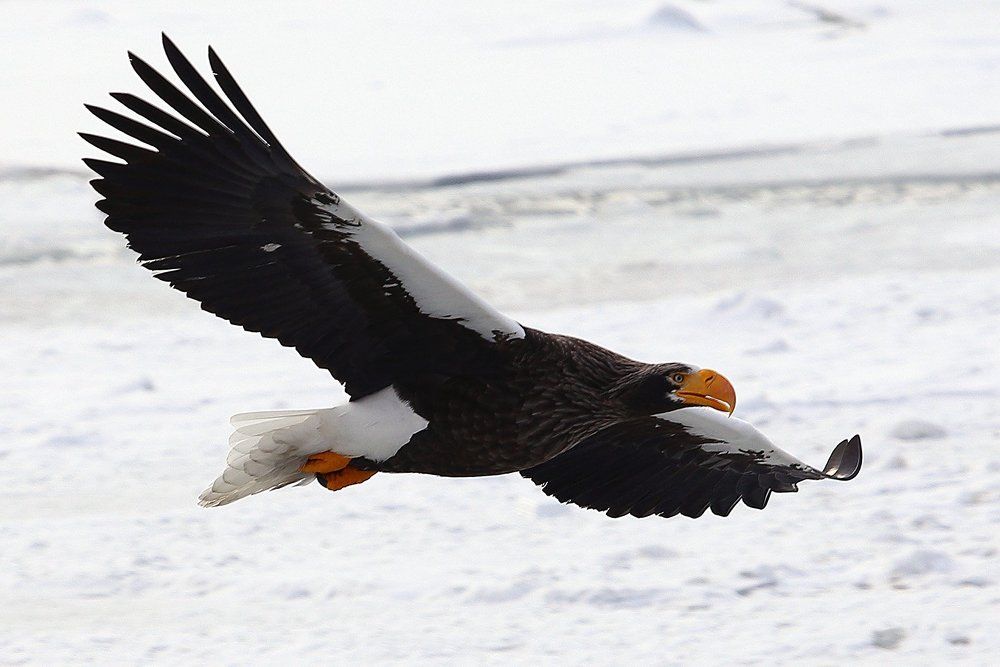 Орлан белоплечий.