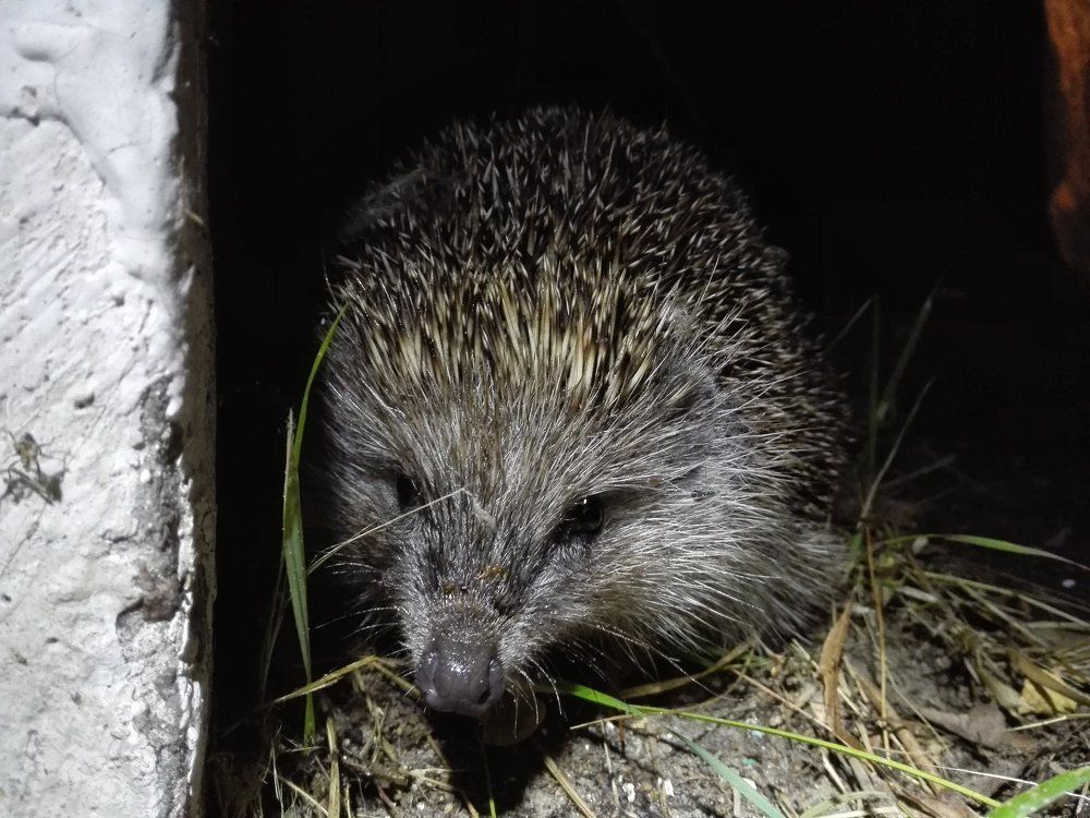 Ночной друг